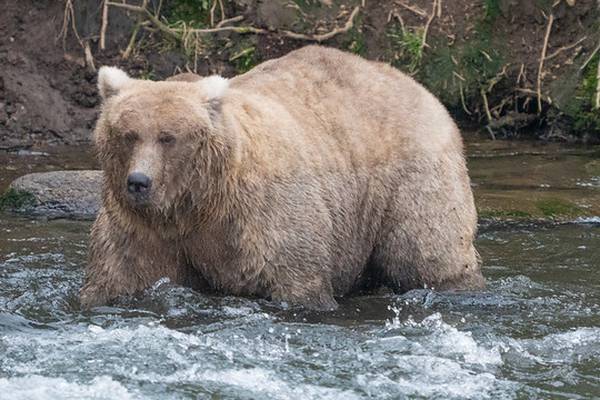 Fat Bear Week: Mama bear beats rival that killed her cub